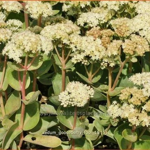 Sedum telephium 'Gooseberry Fool'