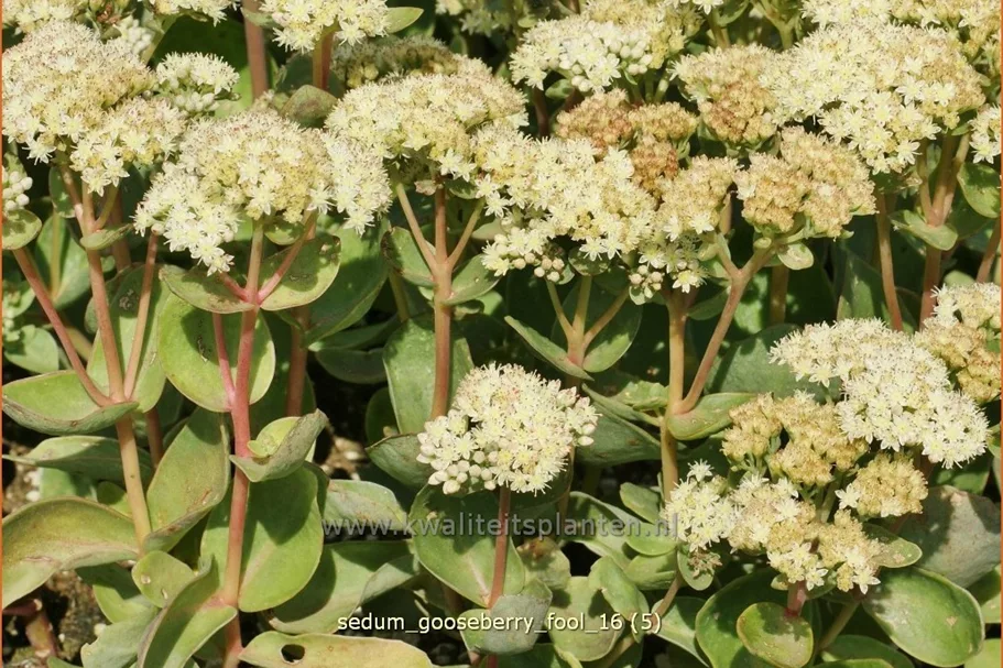 Sedum telephium 'Gooseberry Fool'