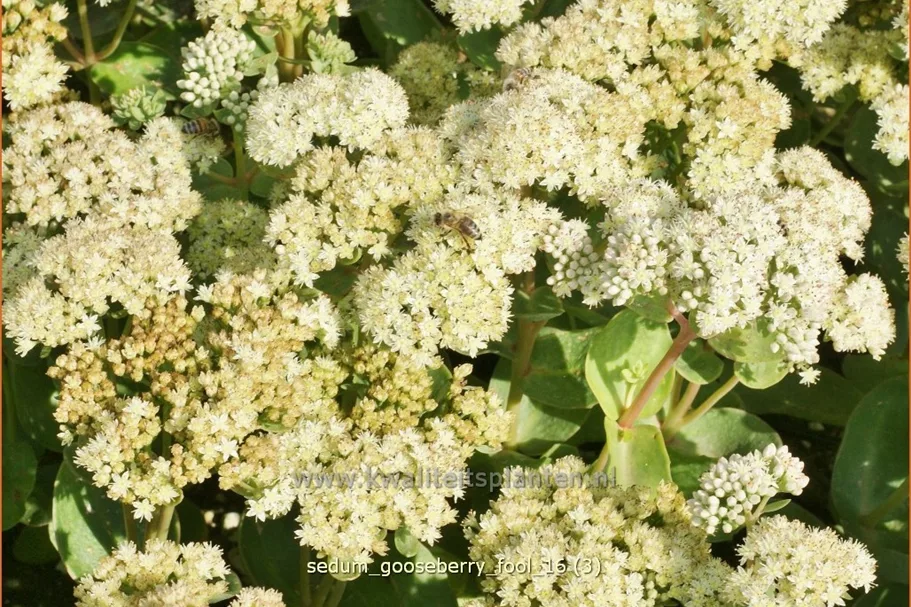 Sedum telephium 'Gooseberry Fool'