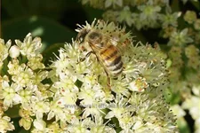 Sedum telephium 'Gooseberry Fool'