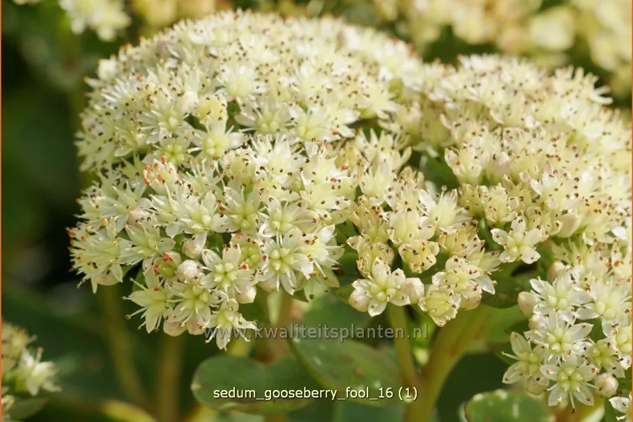 Sedum telephium 'Gooseberry Fool'