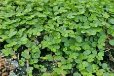 Soleirolia soleirolii