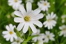 Stellaria holostea