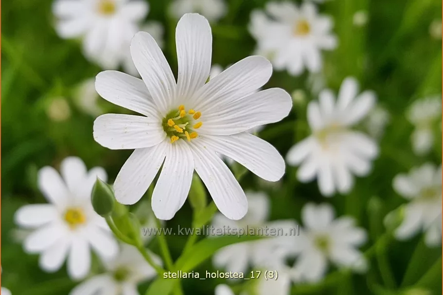 Stellaria holostea
