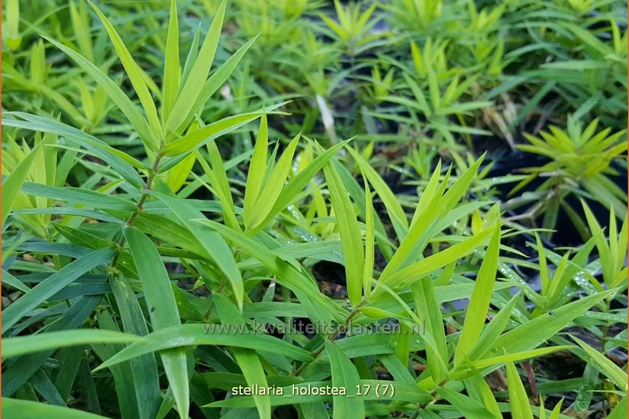 Stellaria holostea