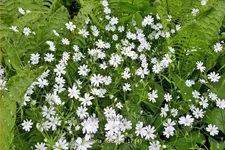 Stellaria holostea
