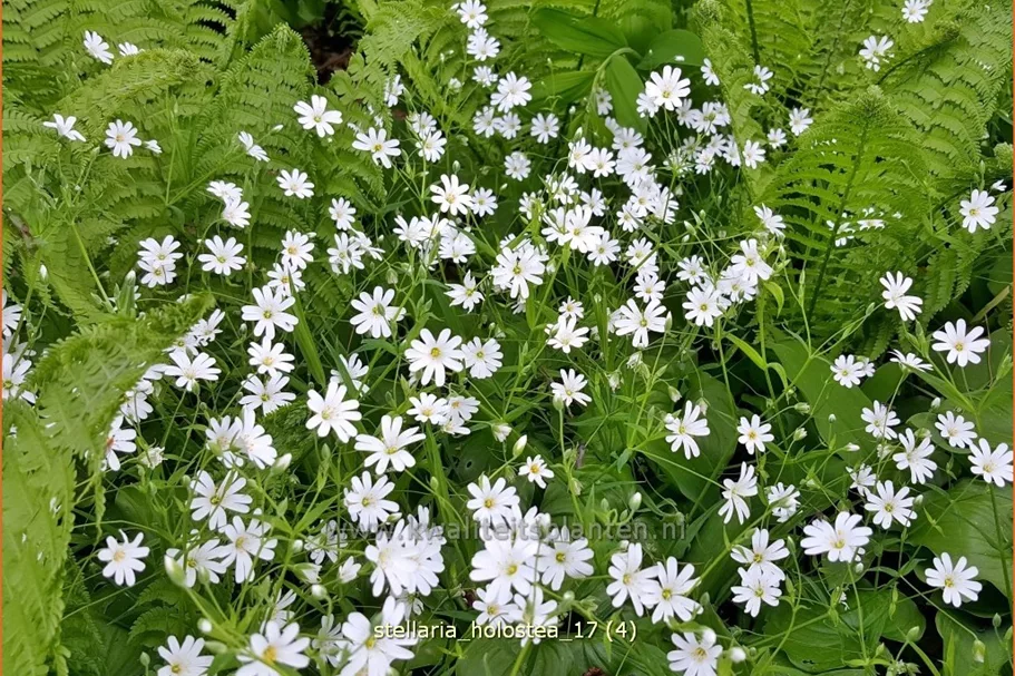 Stellaria holostea