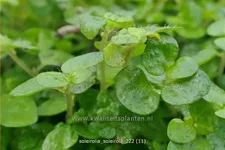 Soleirolia soleirolii