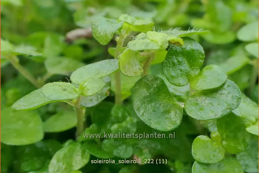 Soleirolia soleirolii
