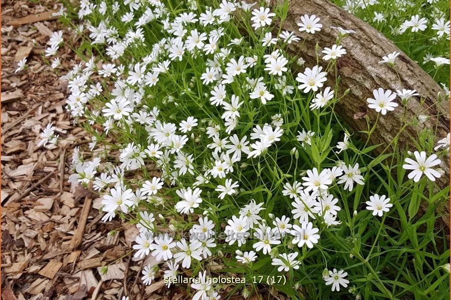 Stellaria holostea