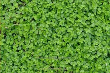 Soleirolia soleirolii