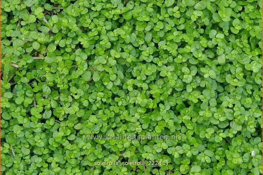 Soleirolia soleirolii