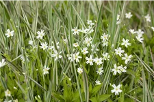Stellaria holostea