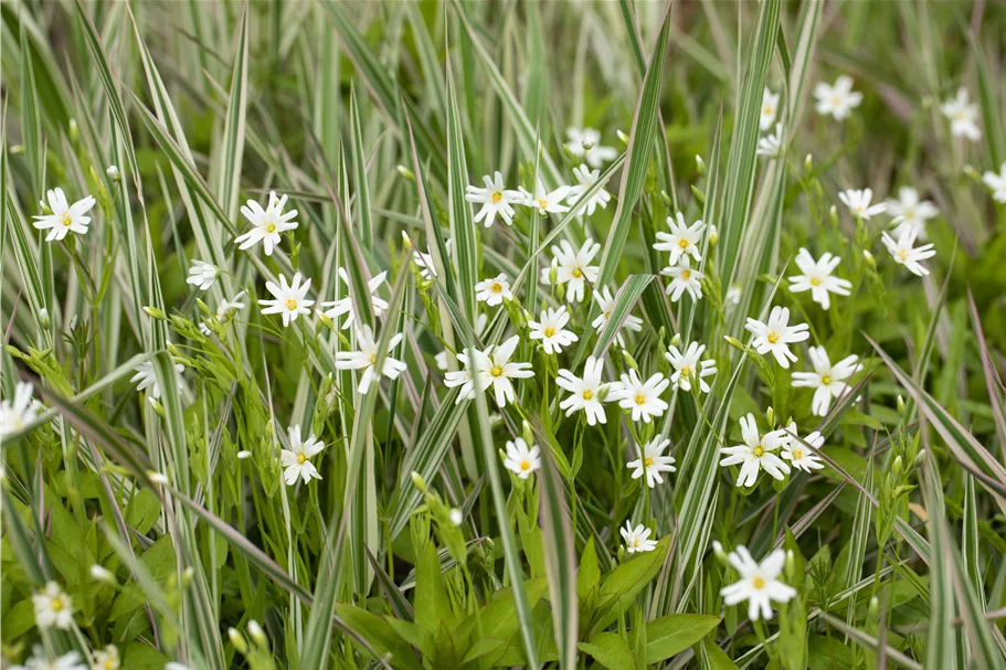 Stellaria holostea