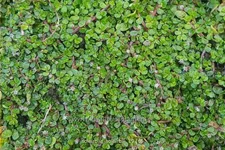 Soleirolia soleirolii