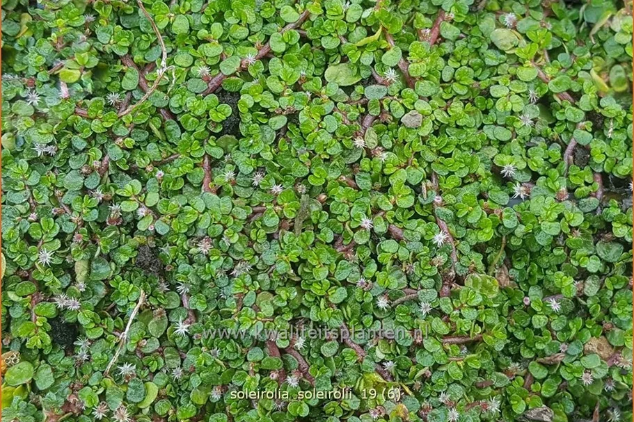 Soleirolia soleirolii