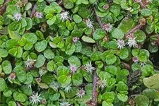 Soleirolia soleirolii