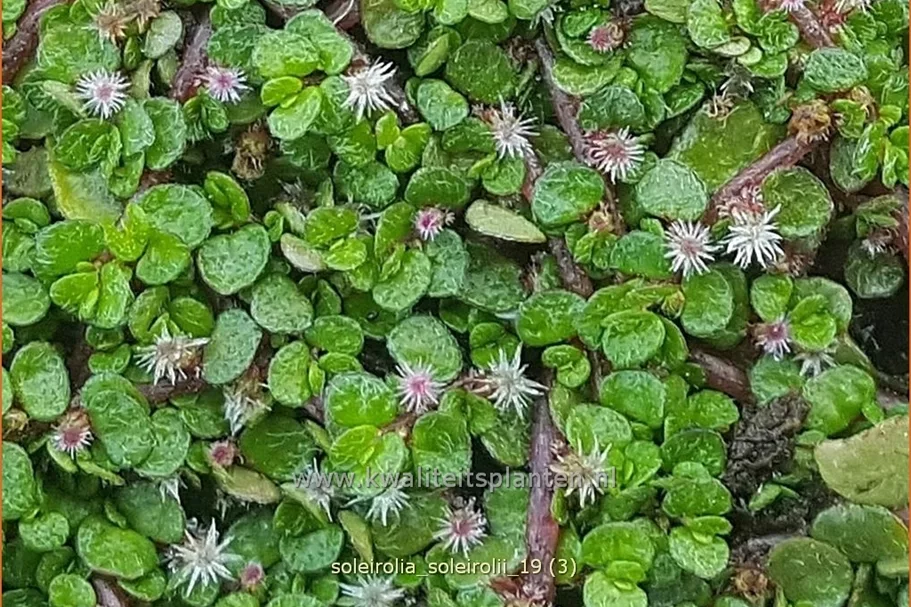 Soleirolia soleirolii