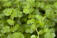 Soleirolia soleirolii