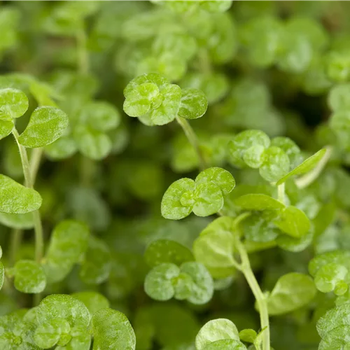 Soleirolia soleirolii