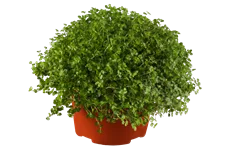 Soleirolia soleirolii