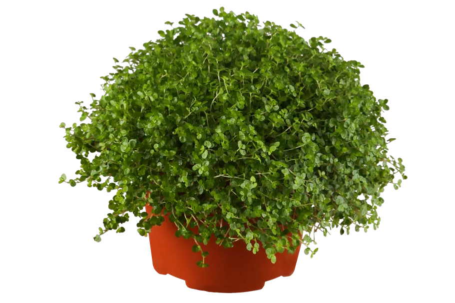 Soleirolia soleirolii