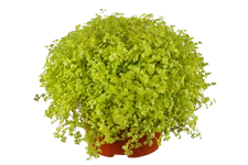 Soleirolia soleirolii