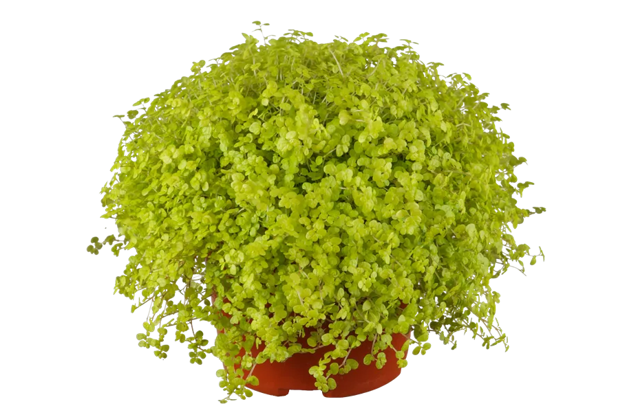 Soleirolia soleirolii