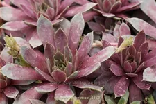 Sempervivum hybride 'Rotkopf'