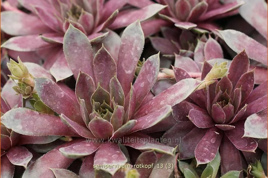 Sempervivum hybride 'Rotkopf'