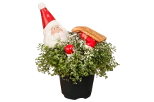 Soleirolia soleirolii