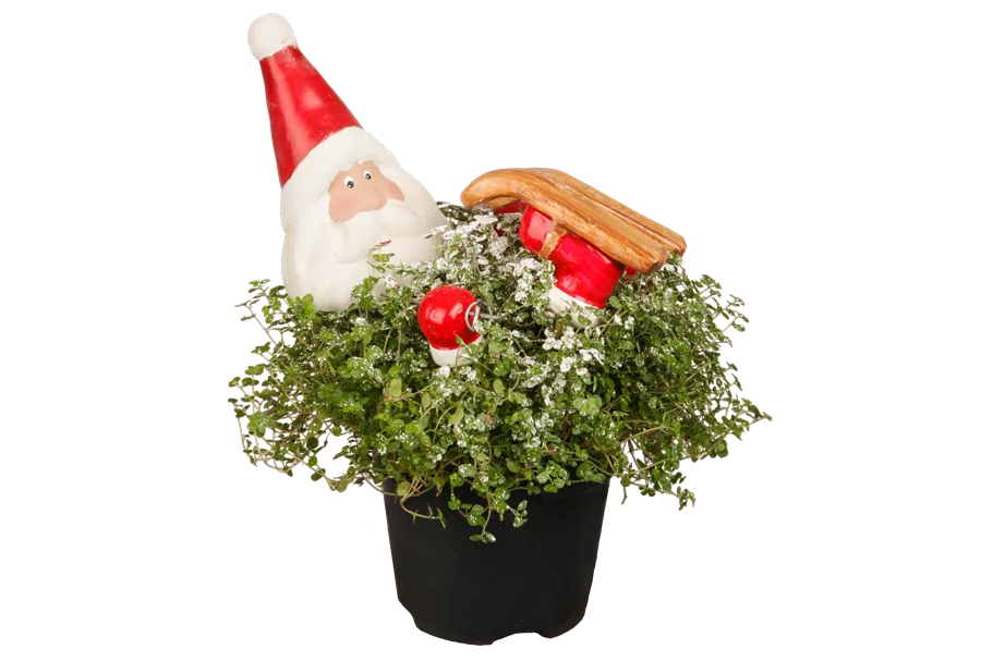 Soleirolia soleirolii