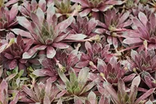 Sempervivum hybride 'Rotkopf'
