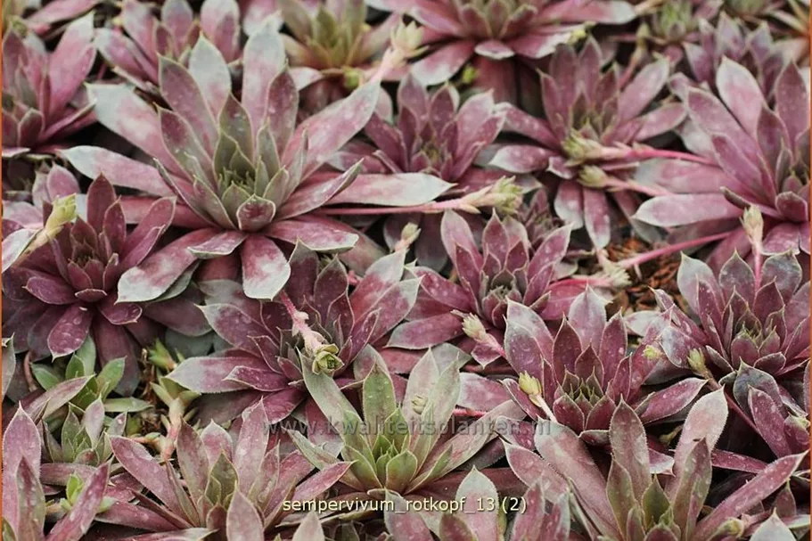 Sempervivum hybride 'Rotkopf'