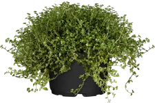 Soleirolia soleirolii