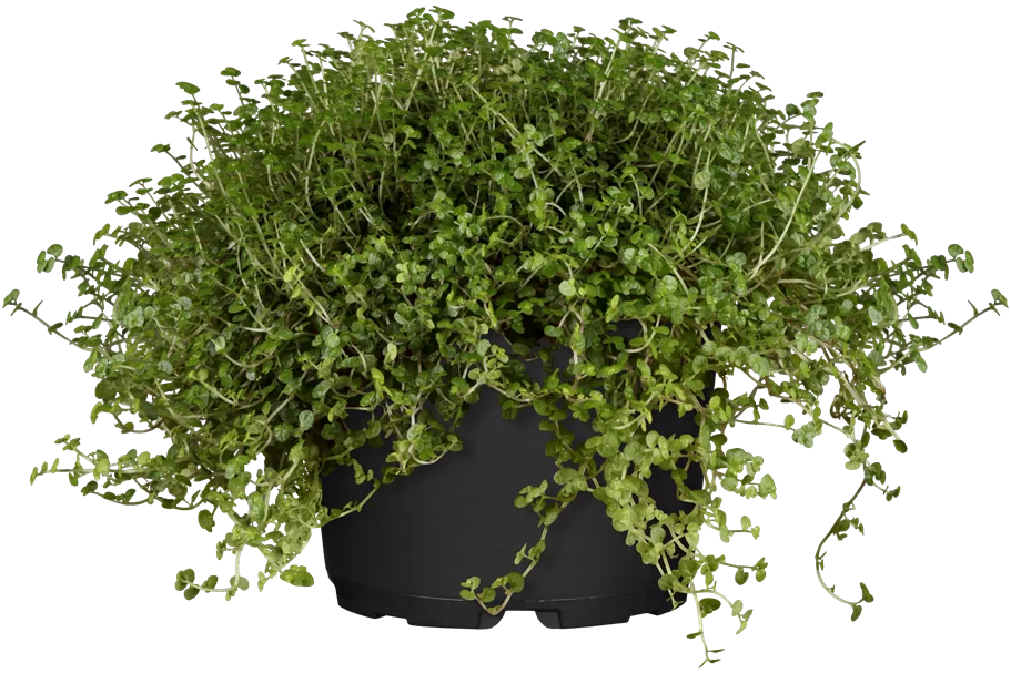 Soleirolia soleirolii