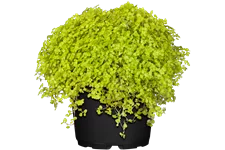 Soleirolia soleirolii