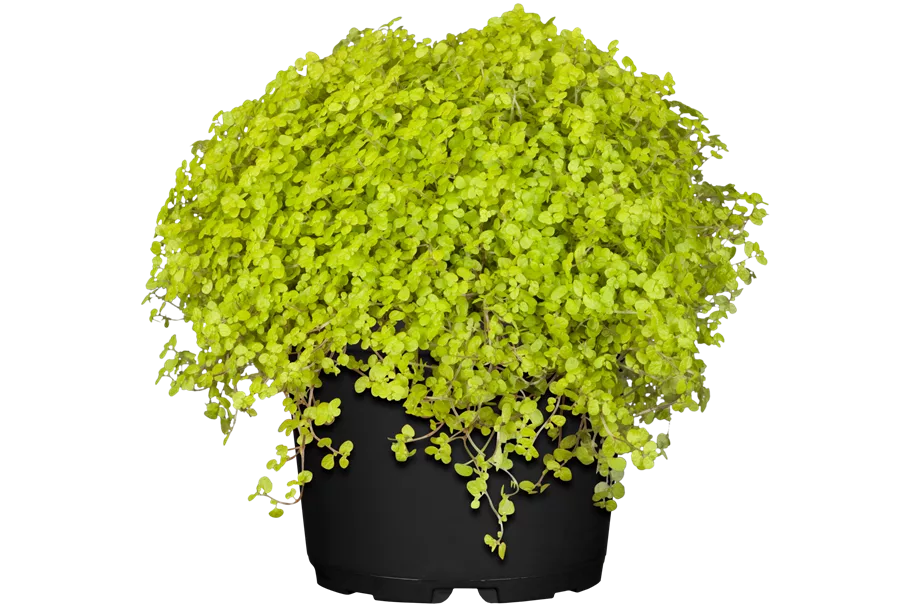 Soleirolia soleirolii