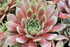 Sempervivum hybride 'Rotkopf'