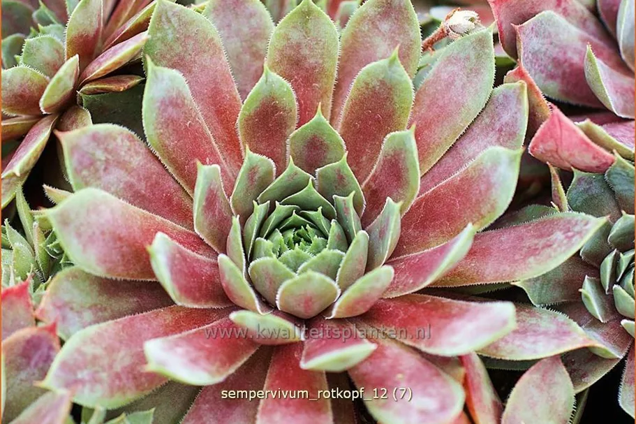 Sempervivum hybride 'Rotkopf'