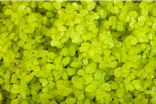 Soleirolia soleirolii