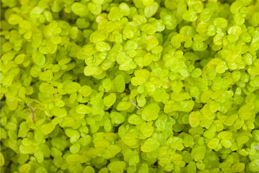 Soleirolia soleirolii