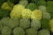 Soleirolia soleirolii