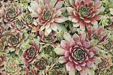 Sempervivum hybride 'Rotkopf'
