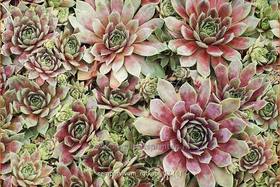 Sempervivum hybride 'Rotkopf'