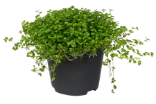 Soleirolia soleirolii