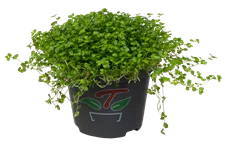 Soleirolia soleirolii