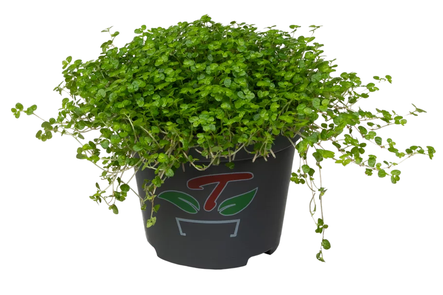 Soleirolia soleirolii