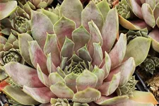 Sempervivum hybride 'Rotkopf'