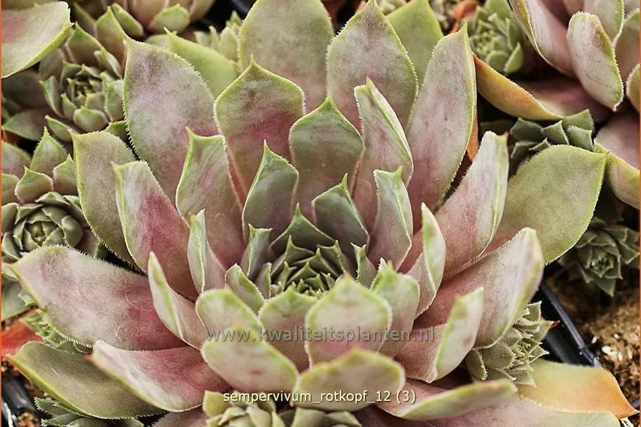 Sempervivum hybride 'Rotkopf'